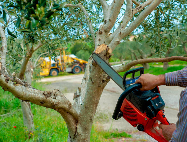 Best Tree Trimming Near Me  in Las Vegas, NM